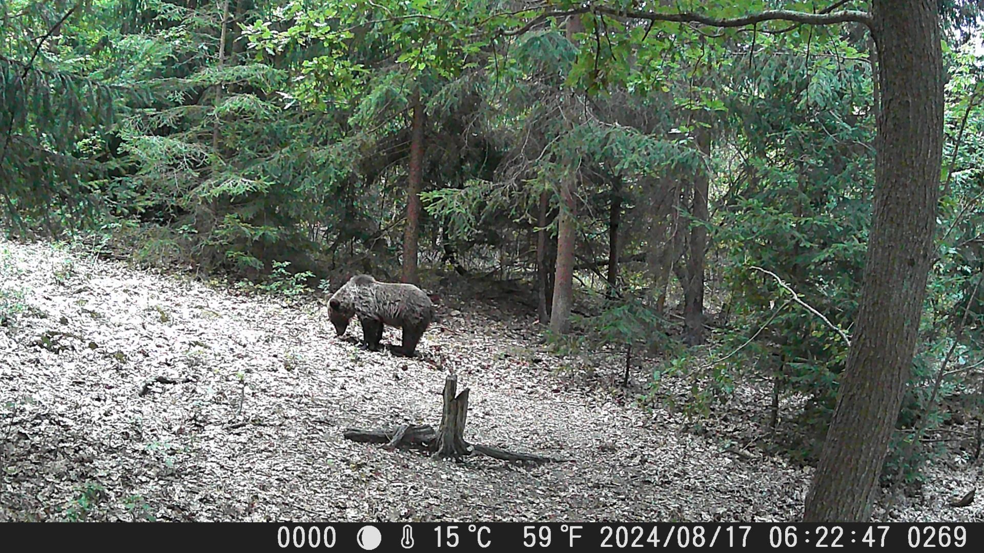 Wachman King day photo