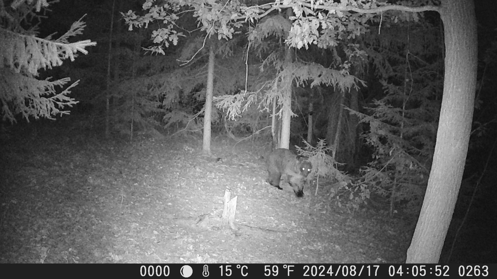 Wachman King Trail Camera night photo