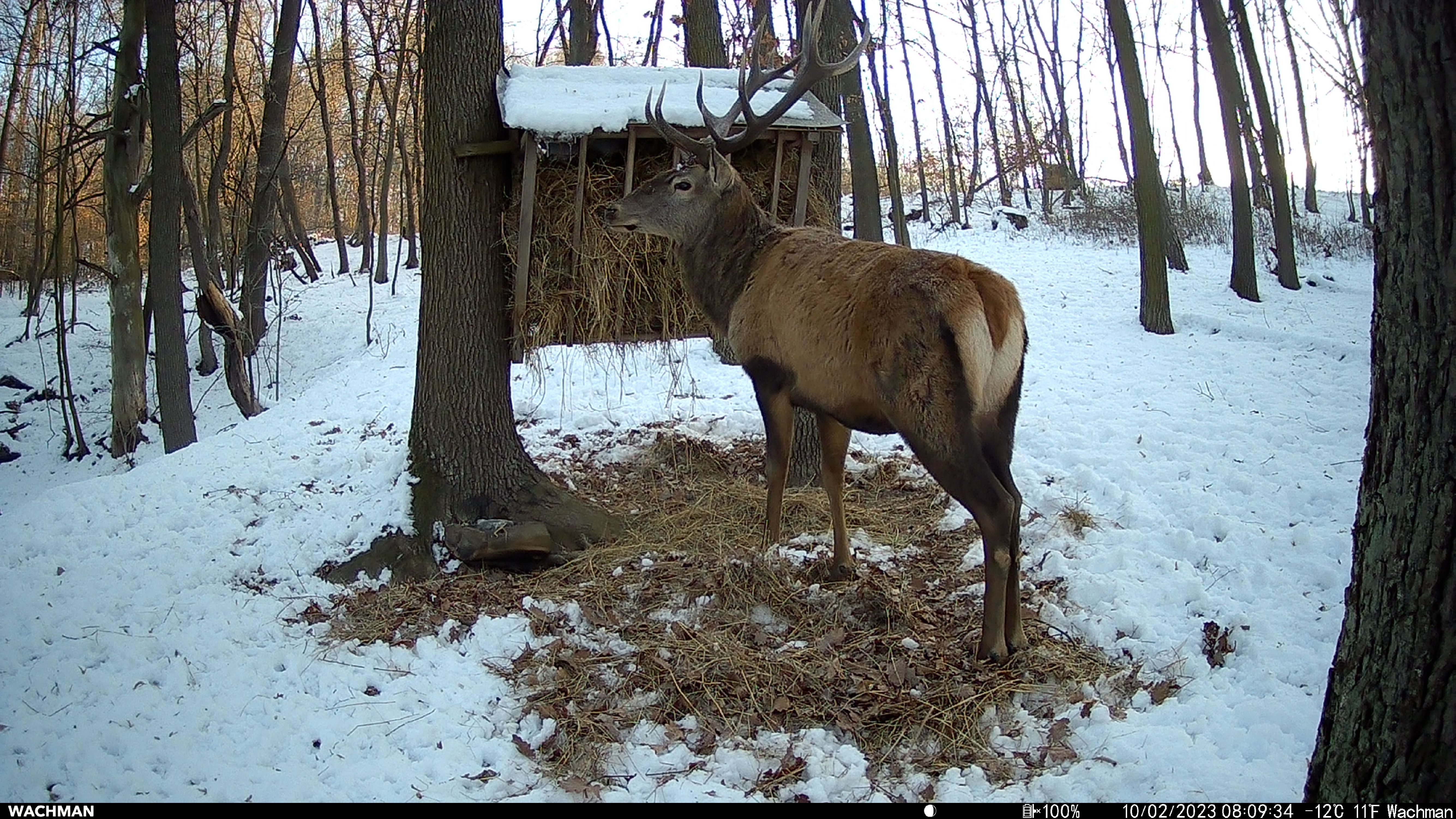 Wachman Solar Lite day photo
