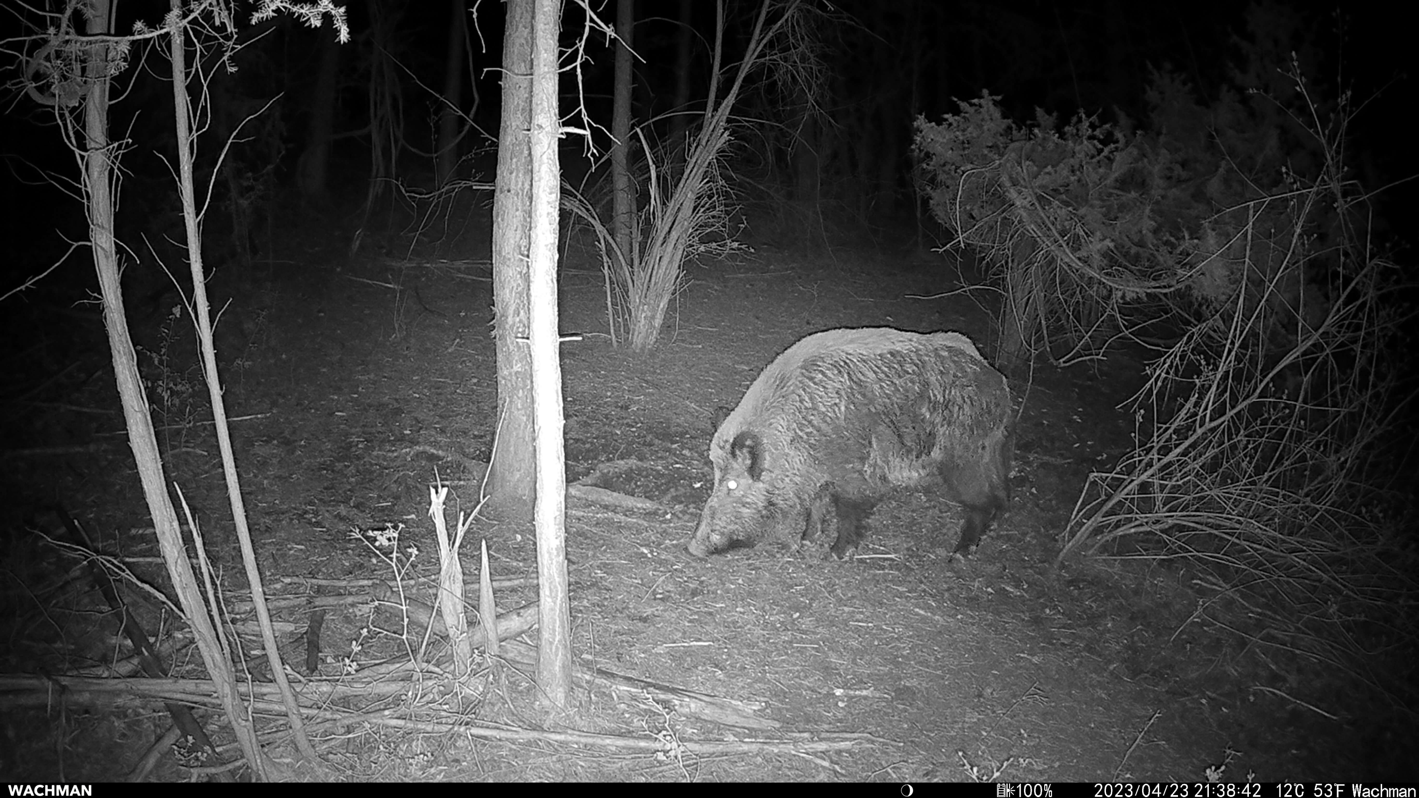 Wachman Solar Lite night photo